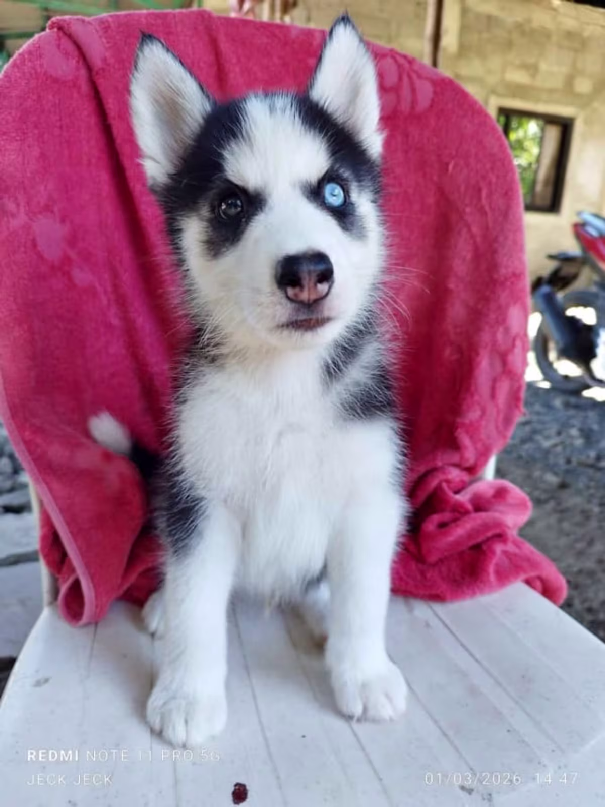 SIBERIAN HUSKY  FOR SALE