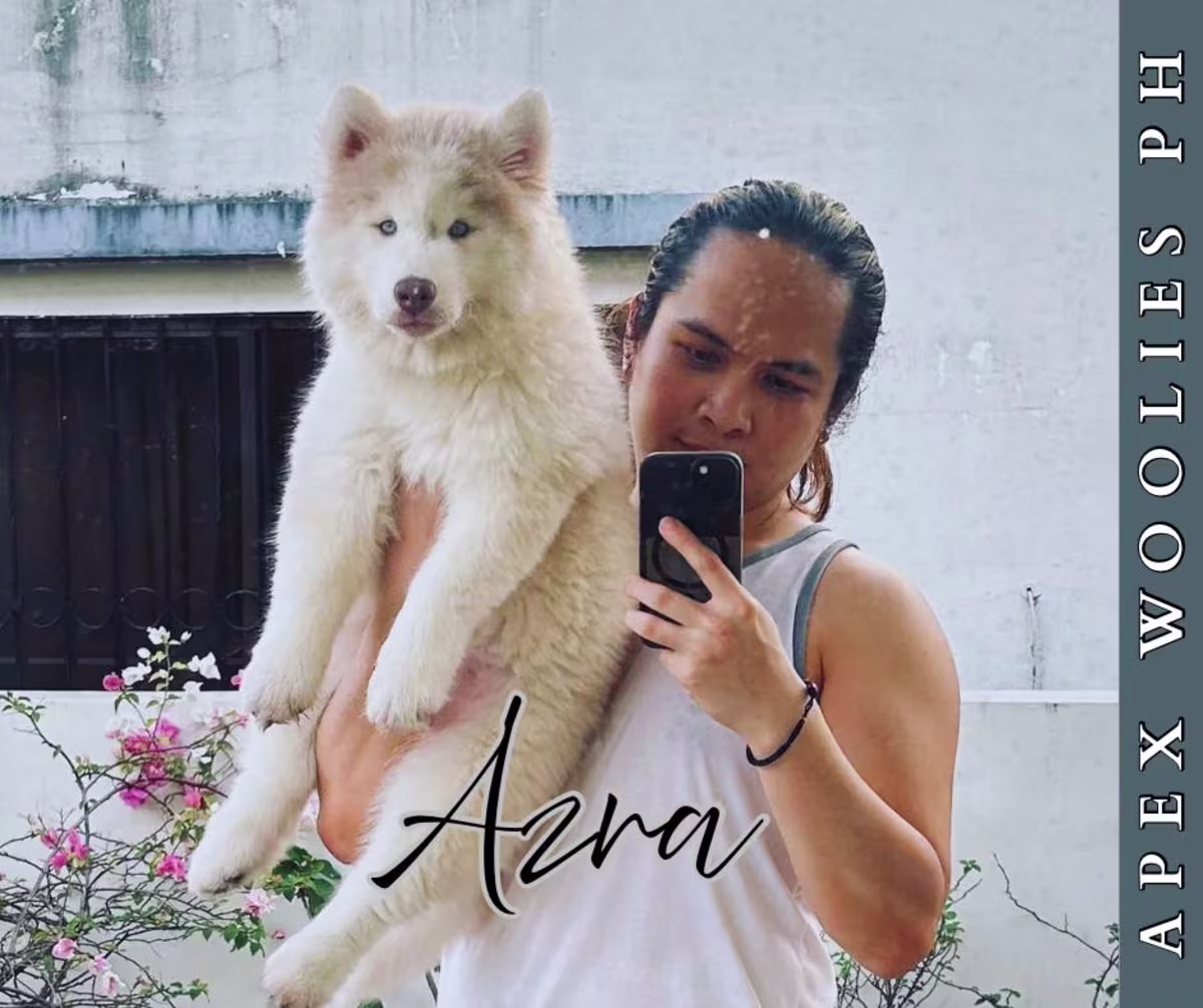 Siberian Husky For Sale - Apex Woolies PH 2