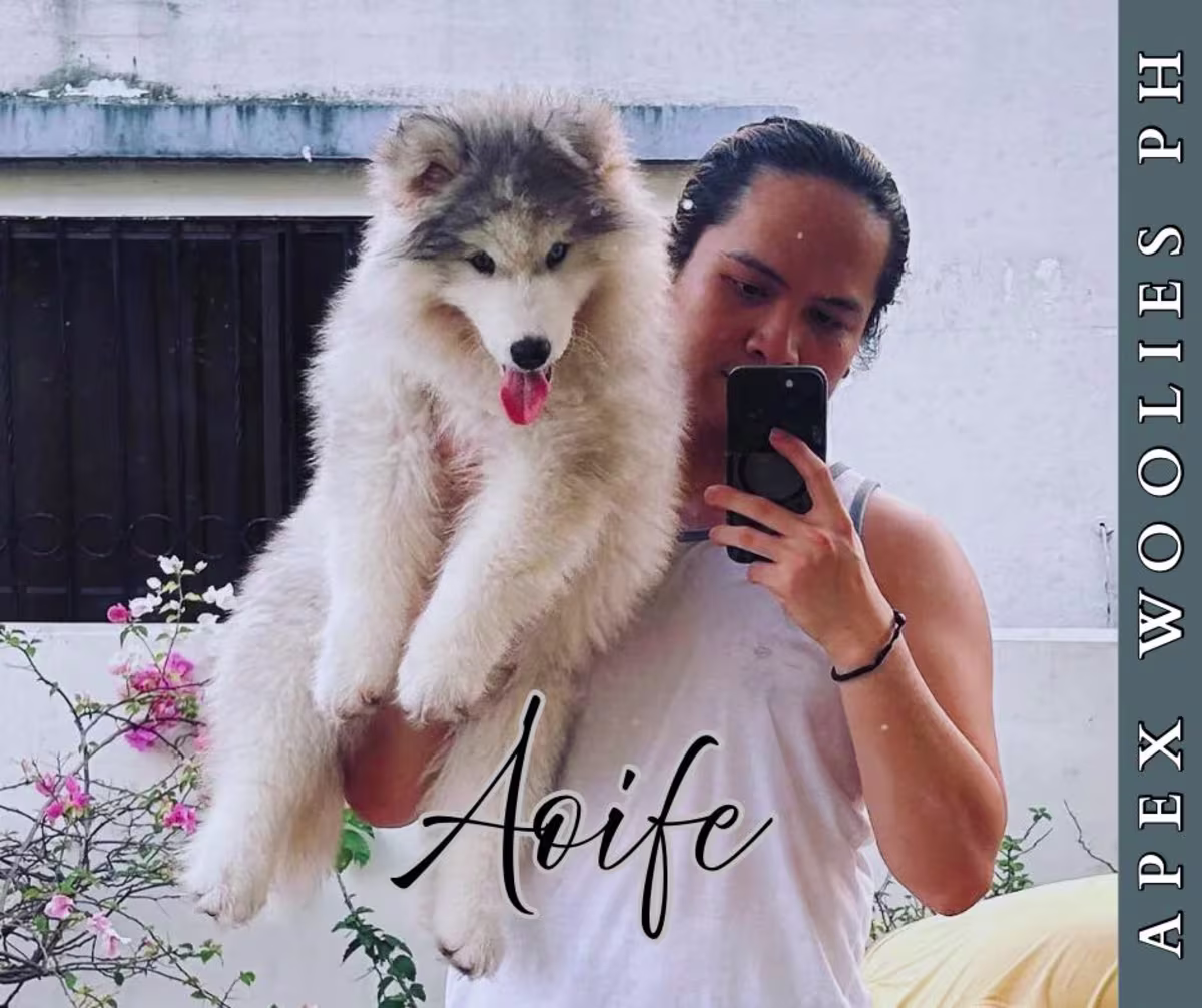 Siberian Husky For Sale - Apex Woolies PH