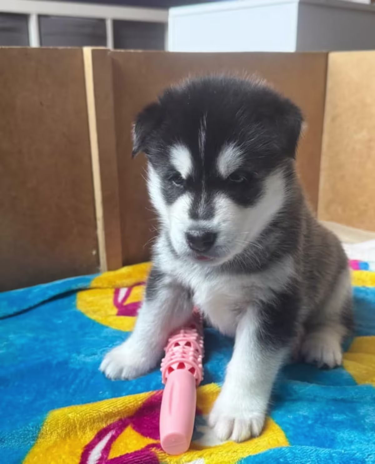 Puppy Siberian husky