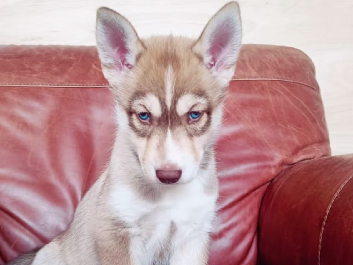 Siberian husky puppies