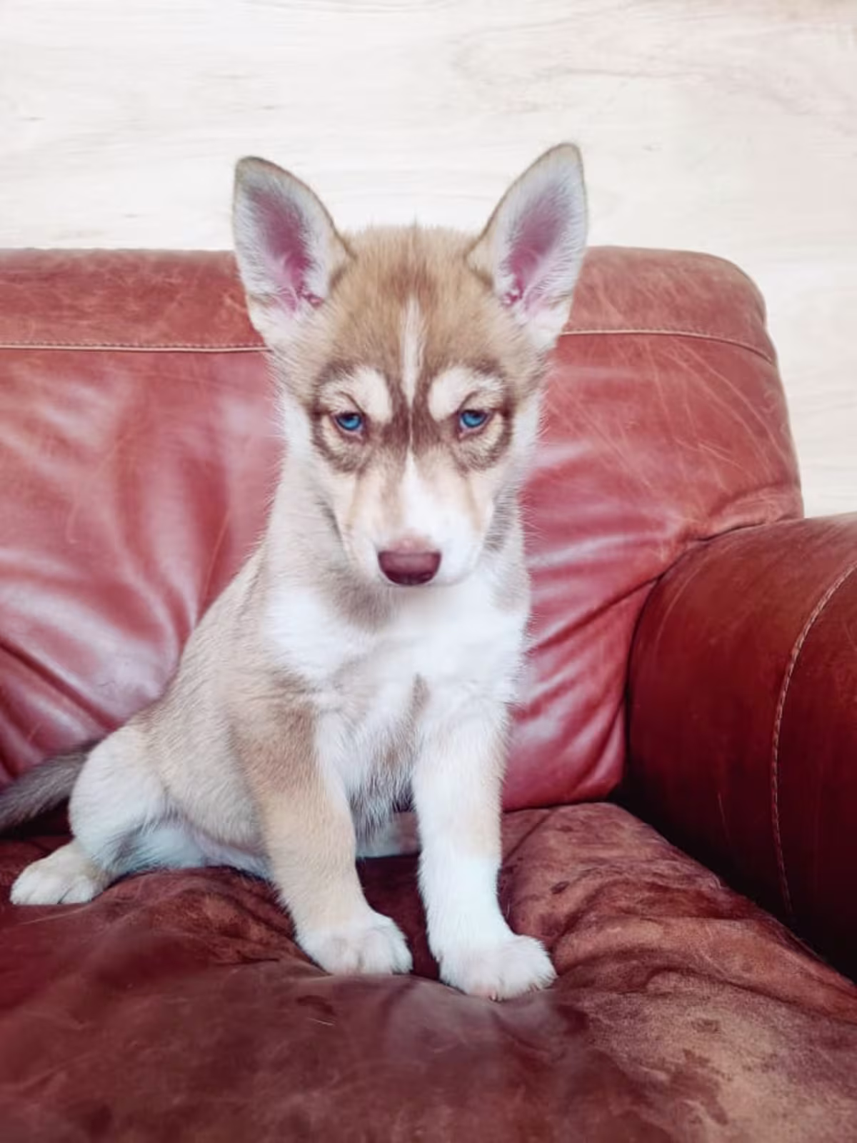 Siberian husky puppies
