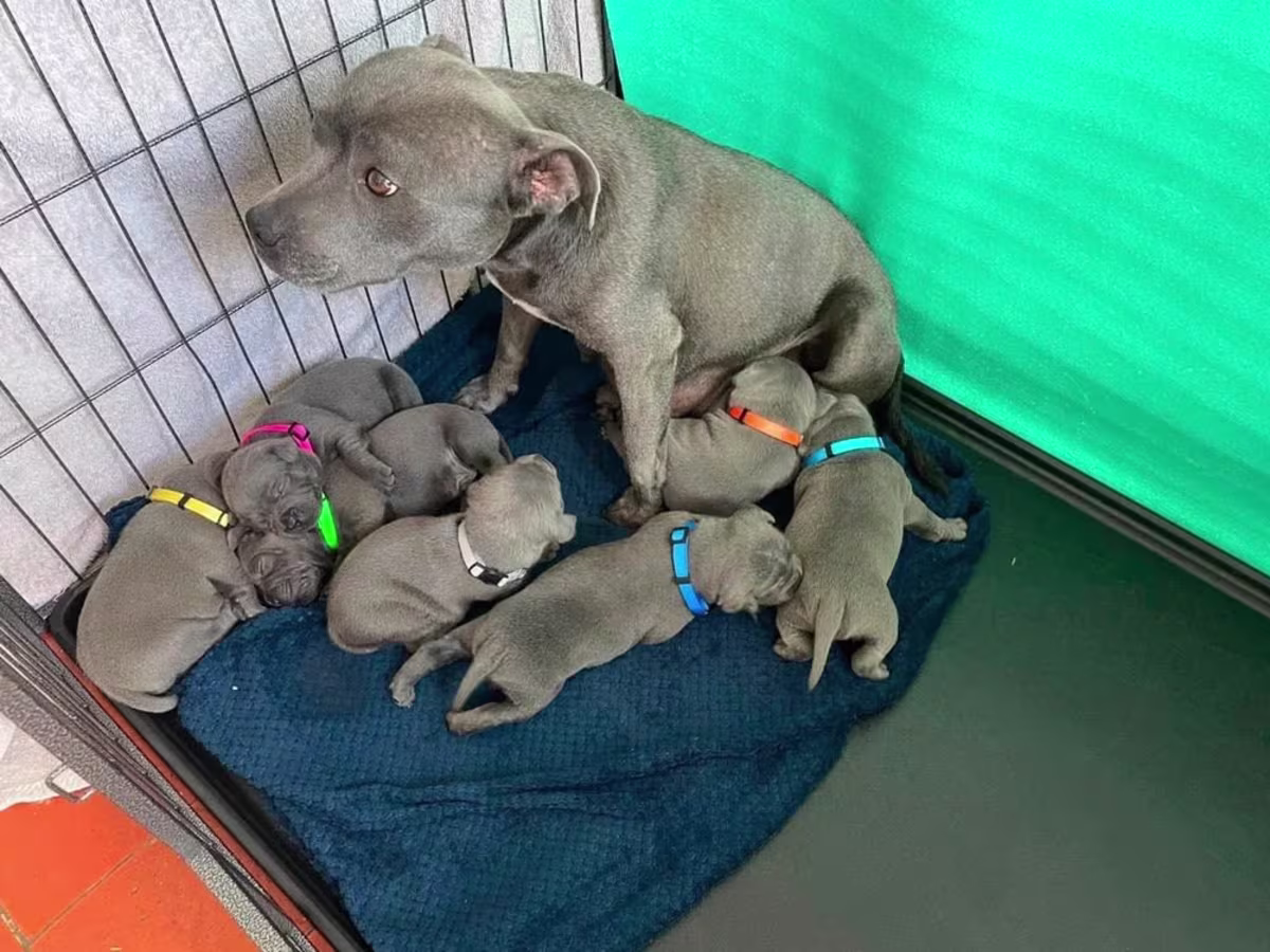 Staffordshire Bull Terrier Puppies