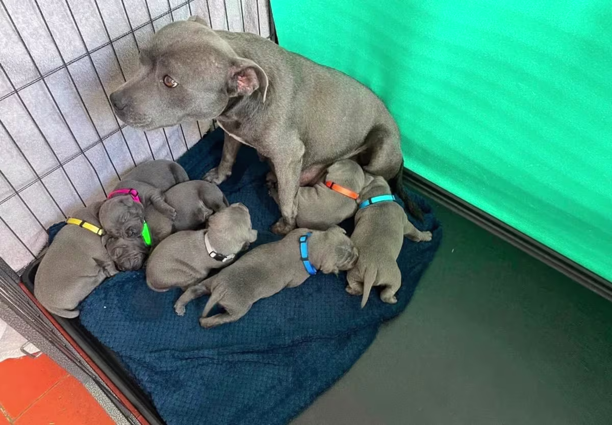 Staffordshire Bull Terrier Puppies