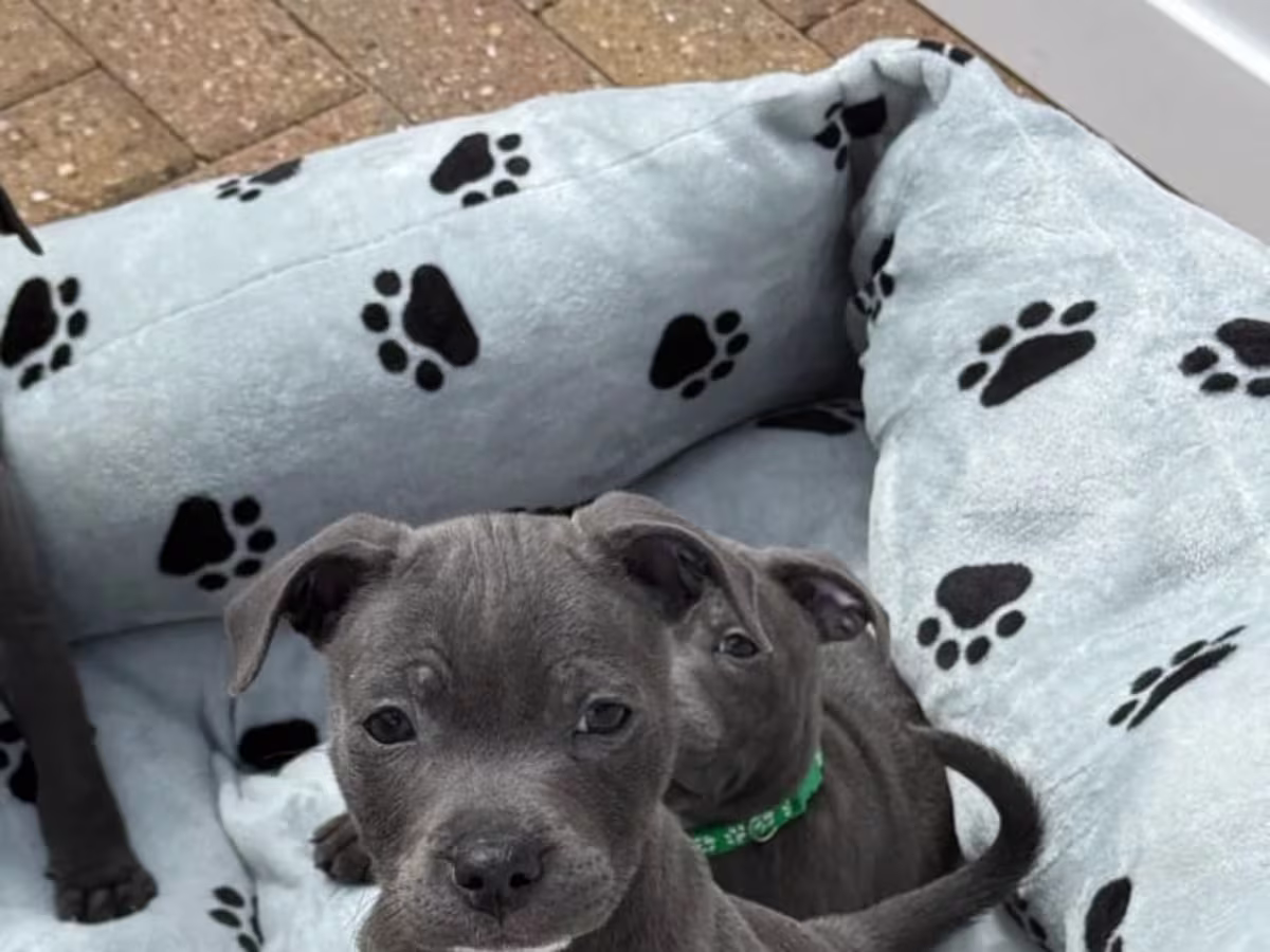 Ready Staffordshire bull terrier