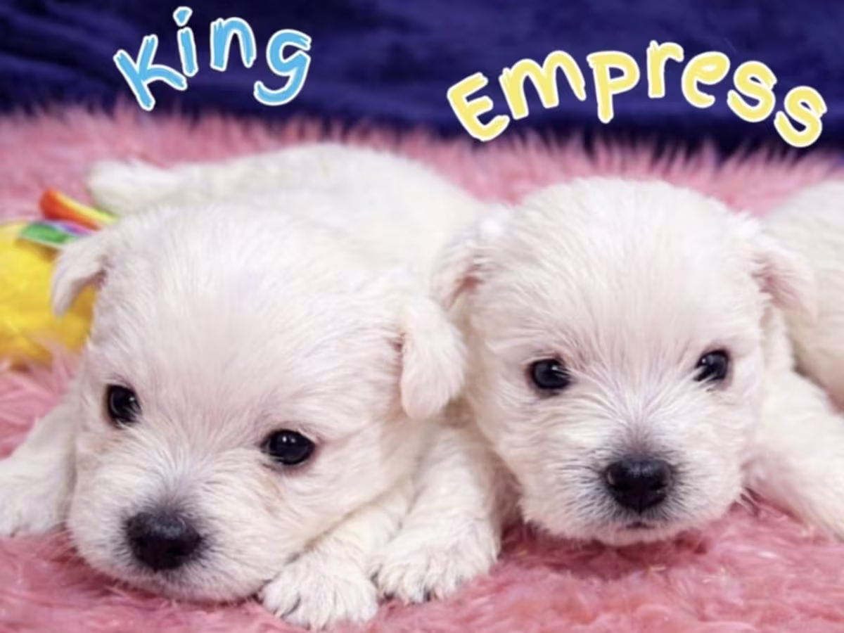 west highland white terrier champion line - for sale