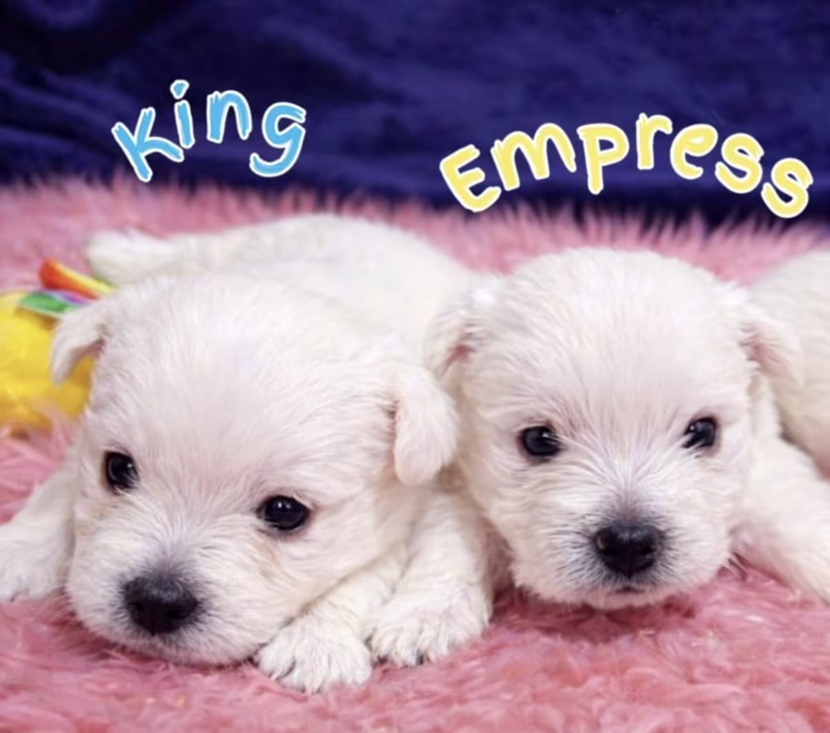 west highland white terrier champion line - for sale