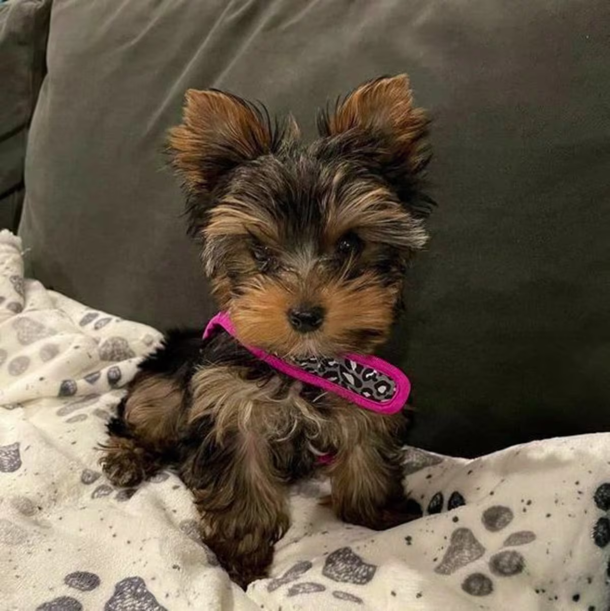 Yorkshire terrier puppies
