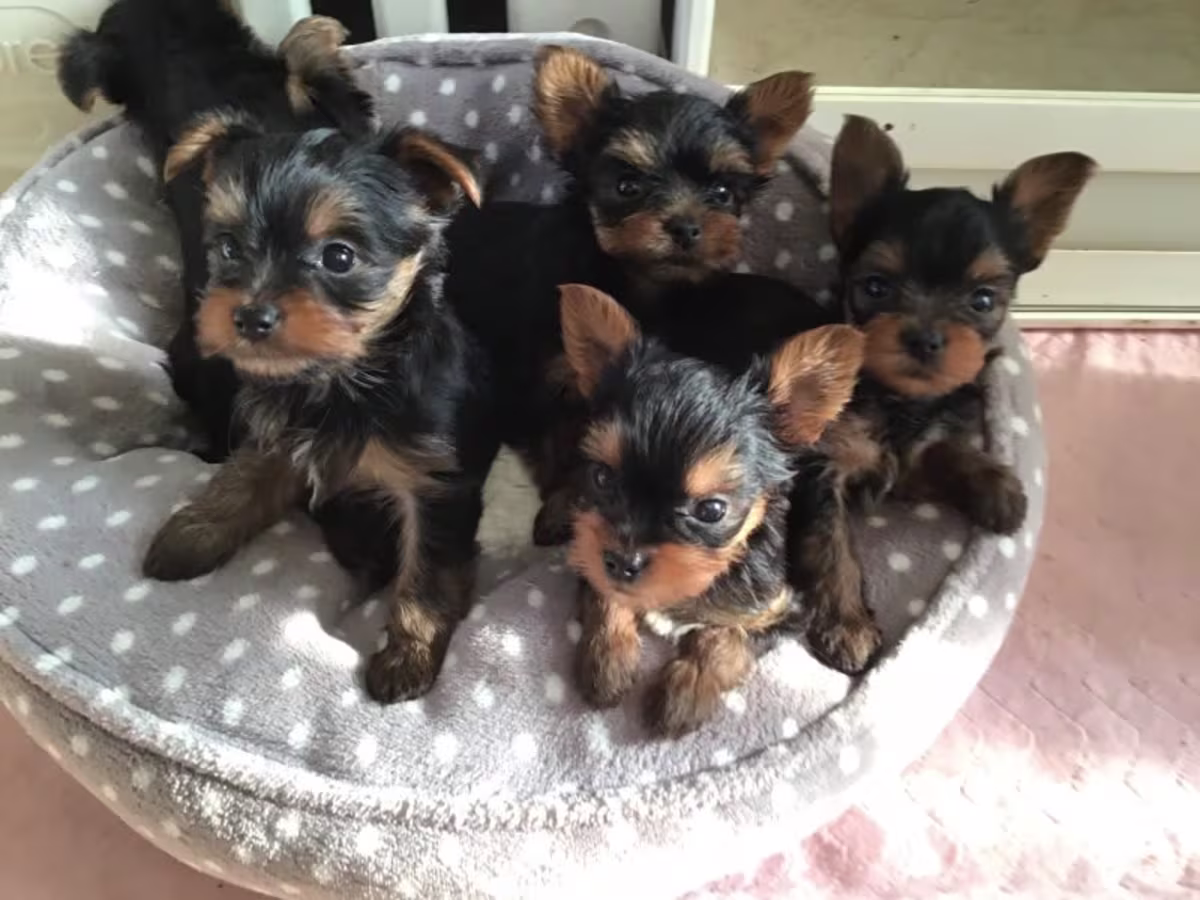 Yorkshire terrier puppies