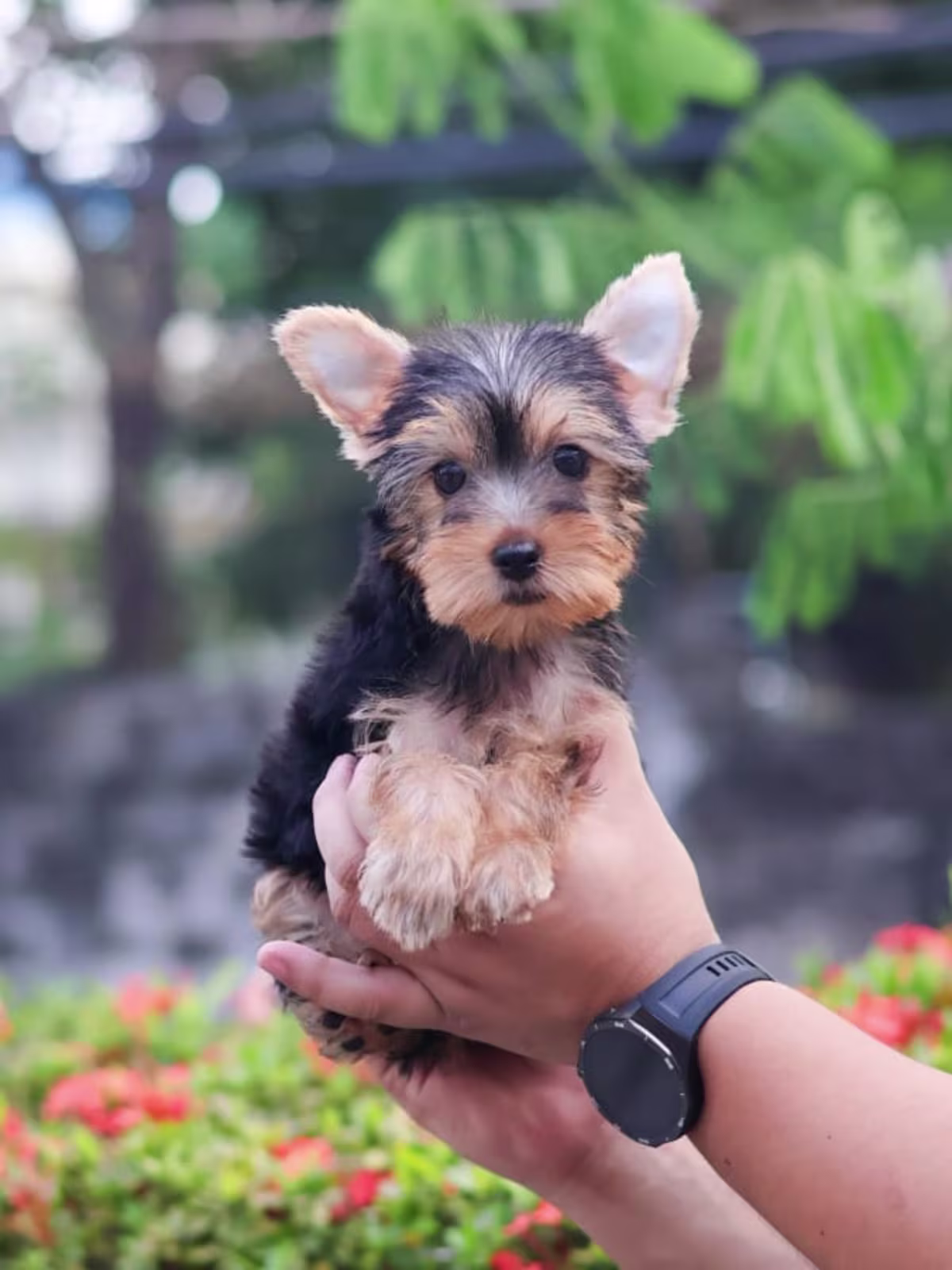 Teacup Yorkshire Terrier Puppies for Sale – MINIPET Philippines