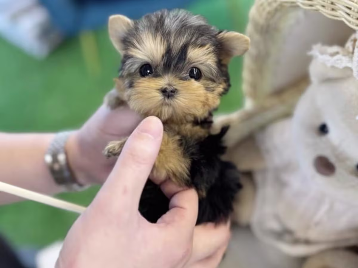 Yorkshire terrier puppy's