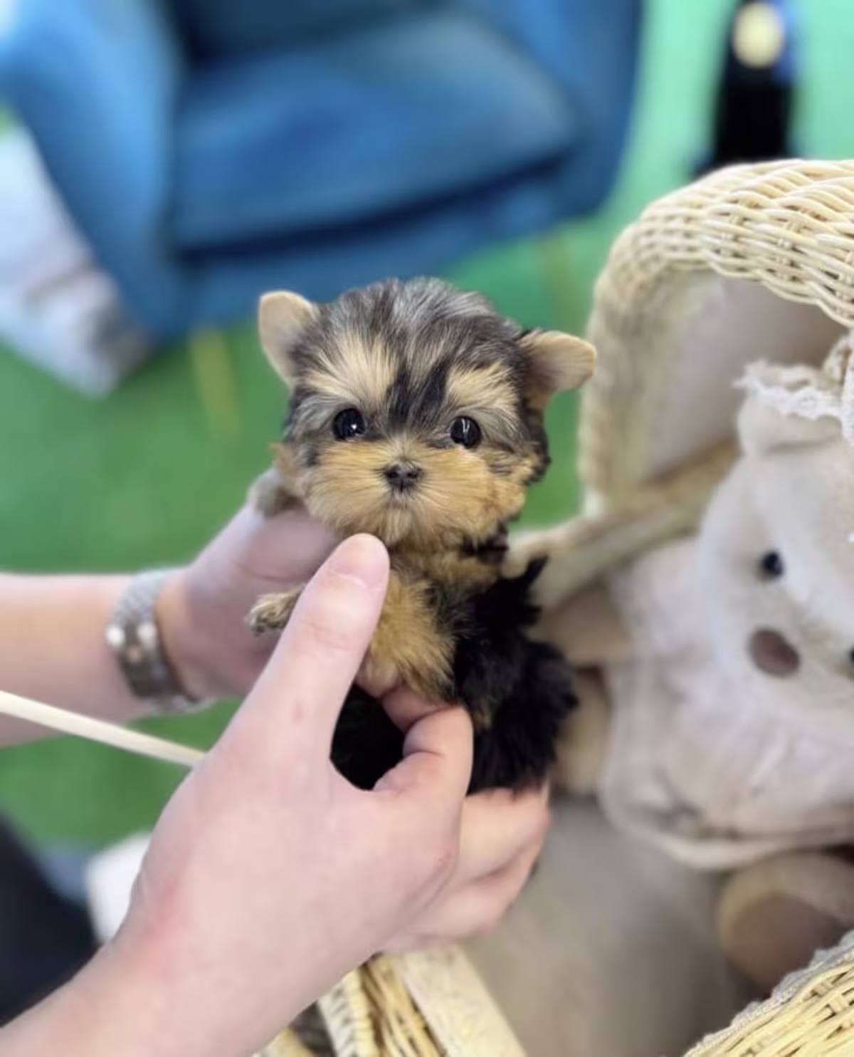 Yorkshire terrier puppy's