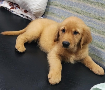 Golden Retriever puppy for Sale