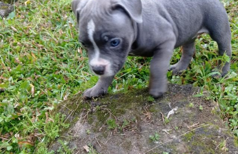 how much does a american bully pup sell for
