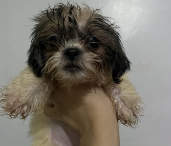 Shihtzu Poodle for looking for new home 🤍🐶