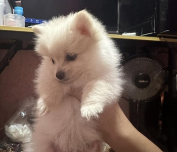 Pomeranian breed for sale