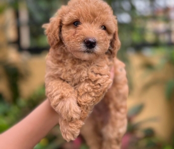 Miniature and Toy Poodle