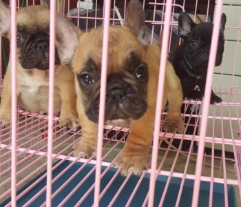 Cute French bulldog Puppies for sale metro manila 09457024296,